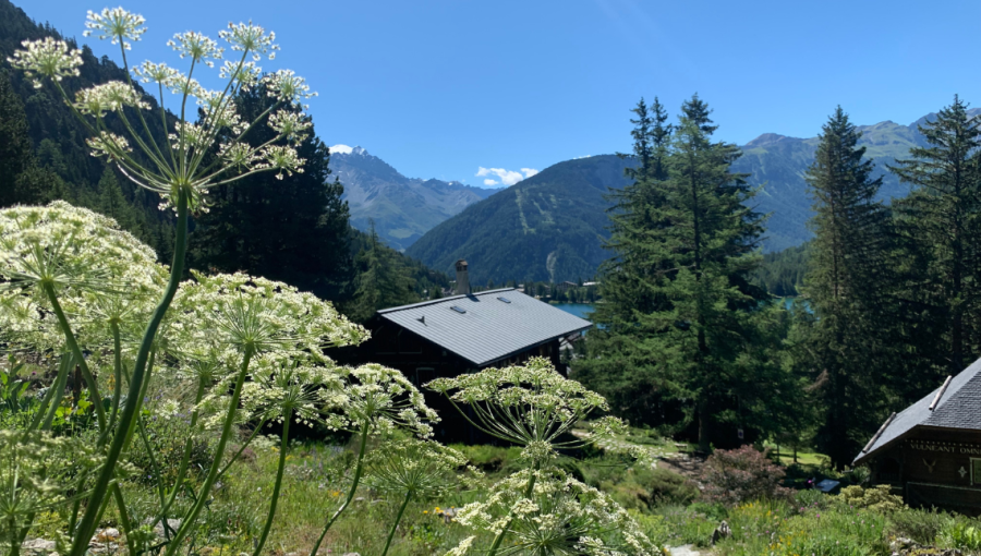 Vu sur le Lac de Champex depuis le sommet du Jardin Flore-Alpe