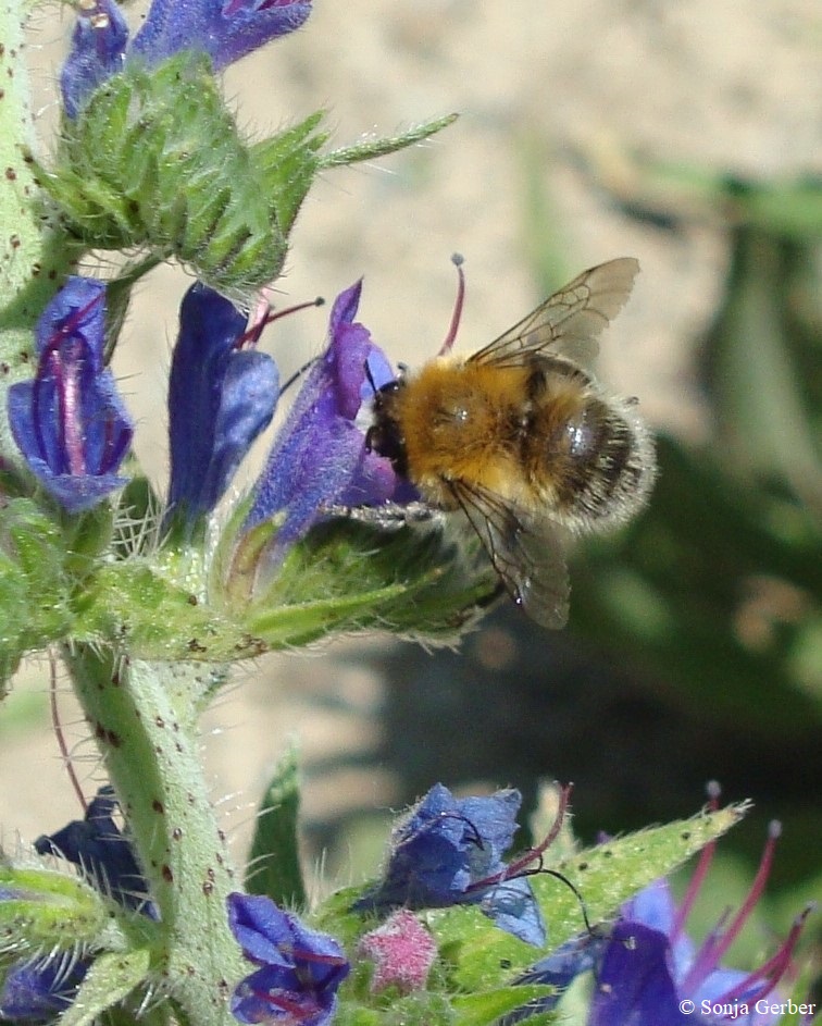Nectar et poésie